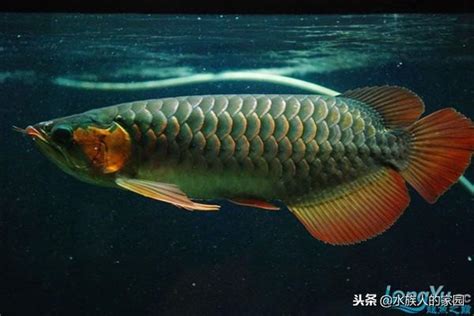 辣椒紅龍幼魚|辣椒紅龍